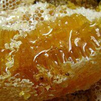 蒙阴县土蜂蜜 塑料瓶装 1年  