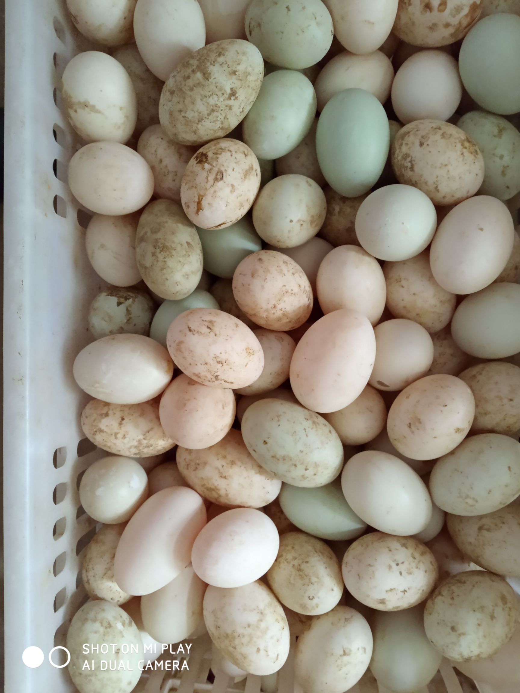 麻鸭蛋 食用 散装 