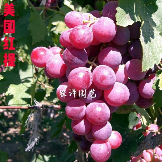 平度市美国红提苗  美国红提葡萄苗早熟葡萄苗大棚葡萄苗批发基地保证