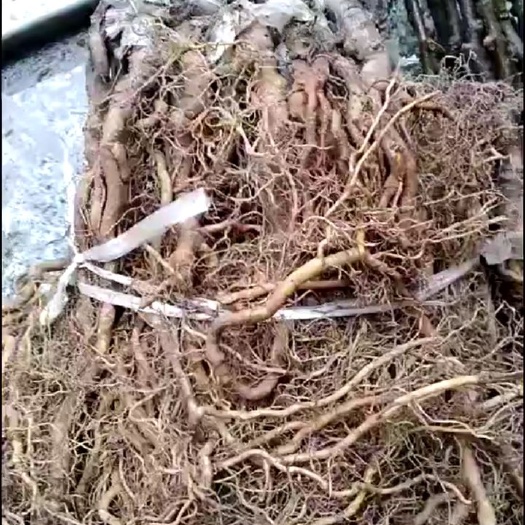 绍兴红阳猕猴桃苗 嫁接苗