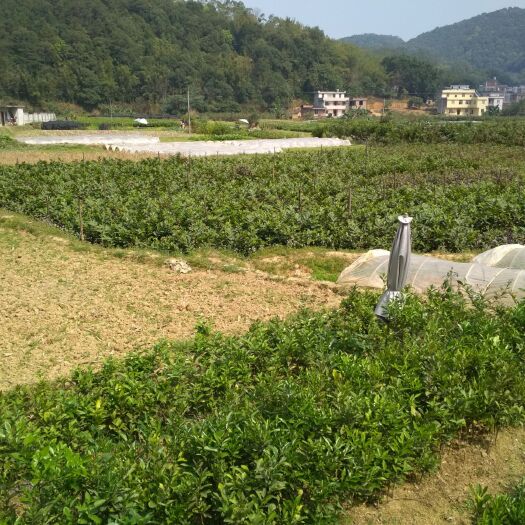 容县沙田柚苗 