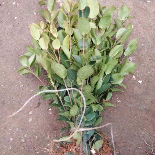 丰城市油茶树苗  高产油茶出售