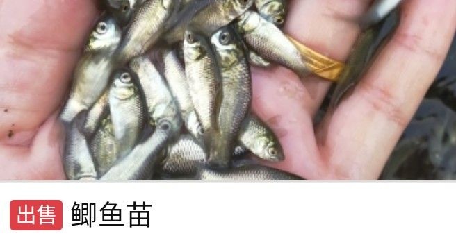 固始县鲫鱼苗 