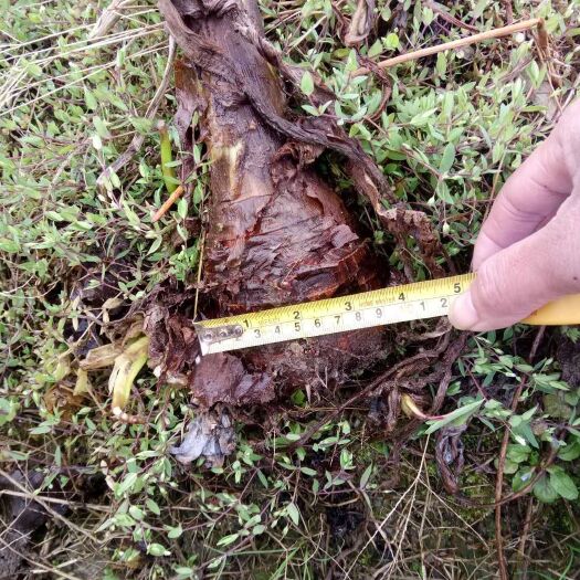 永福县香芋 2cm以上 