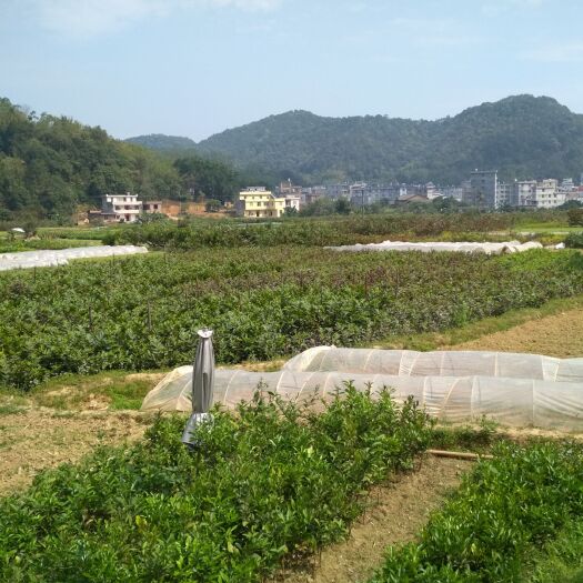容县四季珍珠番石榴苗 