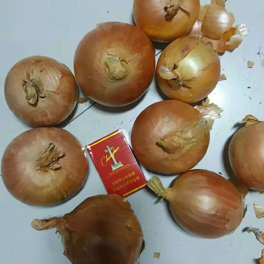 乾安县黄皮洋葱 混装通货 
