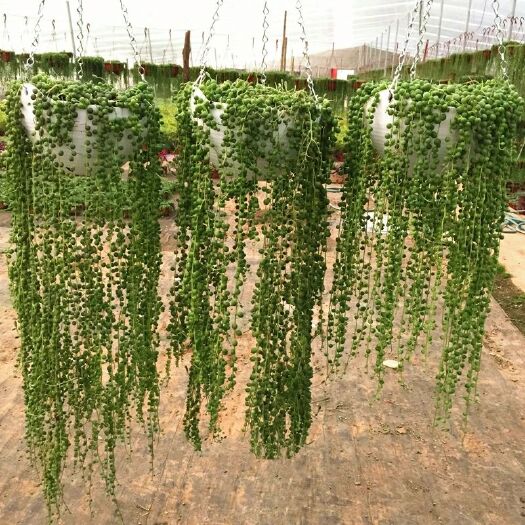 沭阳县珍珠吊兰