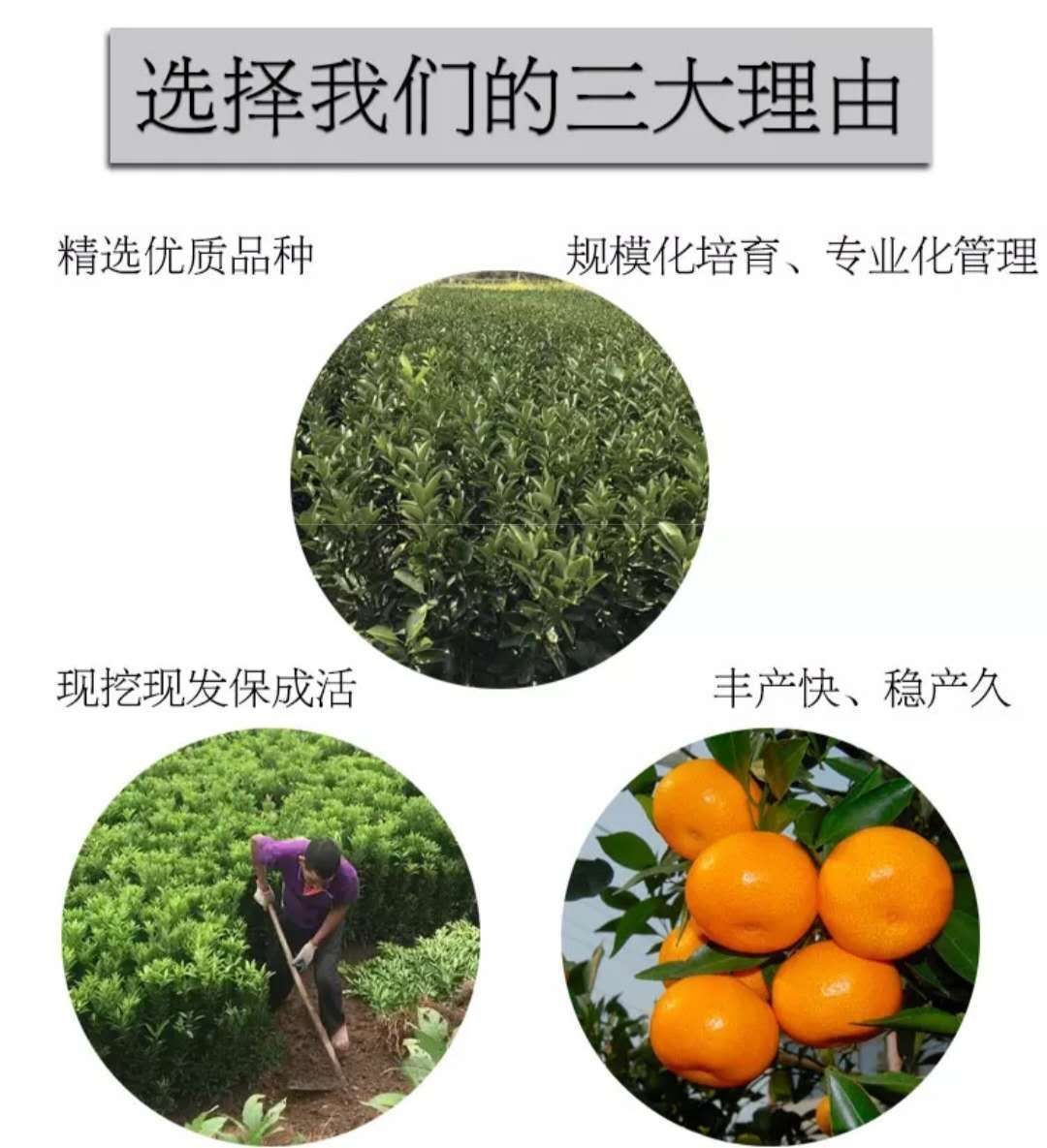 沙糖桔苗  质量好，规格全，大苗当年挂果。