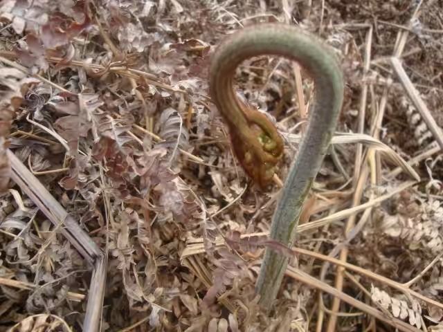 清镇市野生蕨菜 鲜货 