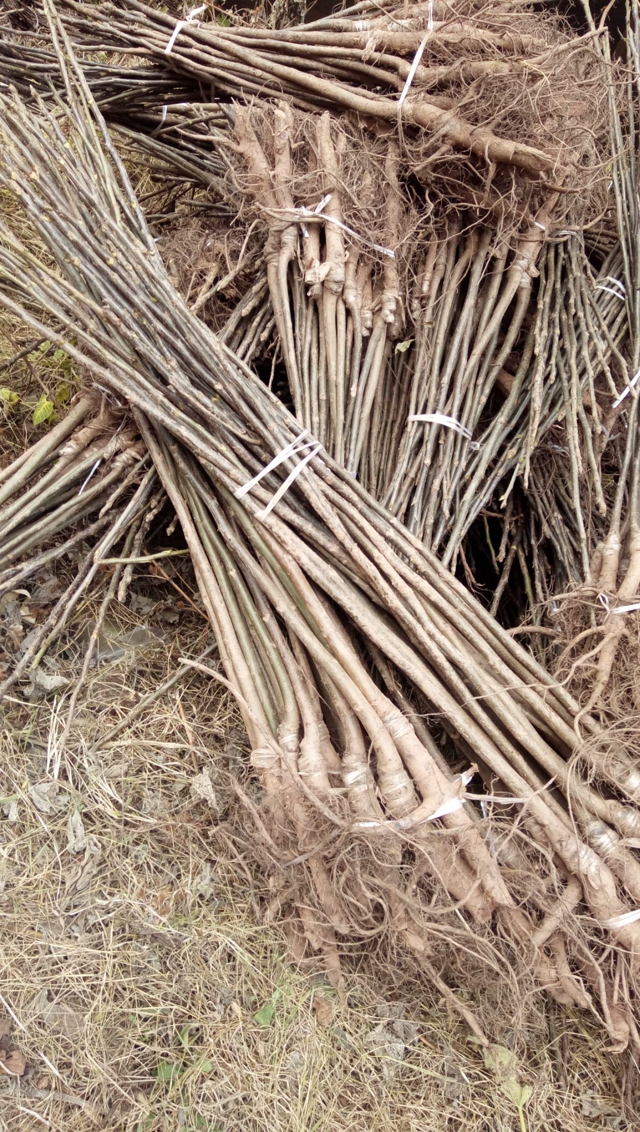  核桃苗基地  嫁接品种薄皮核桃苗  香玲核桃苗，清香核桃苗