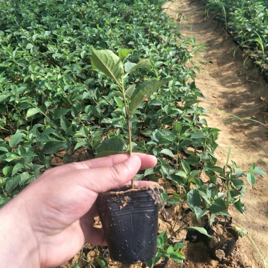 泰安吉塞拉樱桃苗 吉塞拉6号矮化占木-12号矮化占木