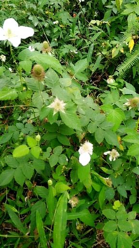 野草莓苗 20~30公分 地栽苗 