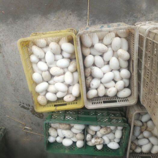 郓城县鲜鹅蛋 食用 箱装 