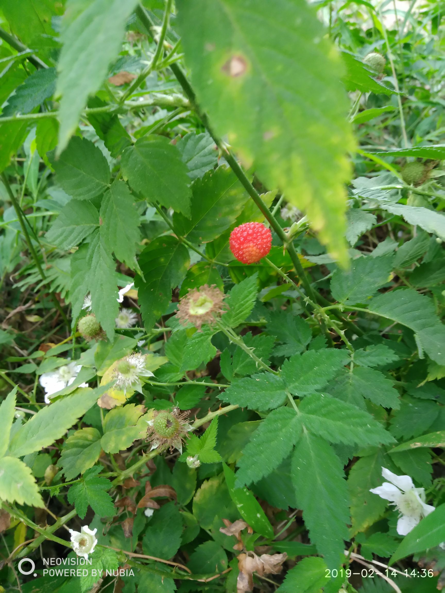 野草莓苗 20~30公分 地栽苗 