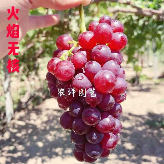 平度市火焰无核葡萄苗  玻璃脆葡萄苗早熟葡萄苗大棚葡萄苗批发基地