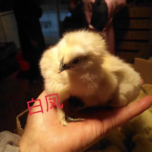 昆明白凤乌鸡苗 统货