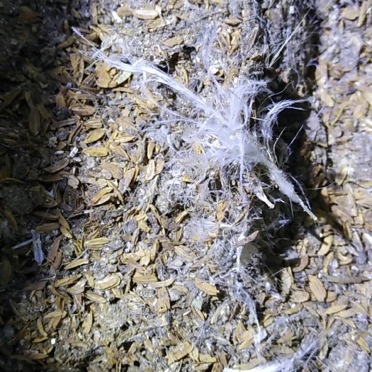 盐城鸡粪 