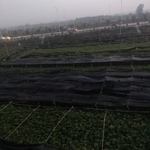 百色金煌芒果苗 