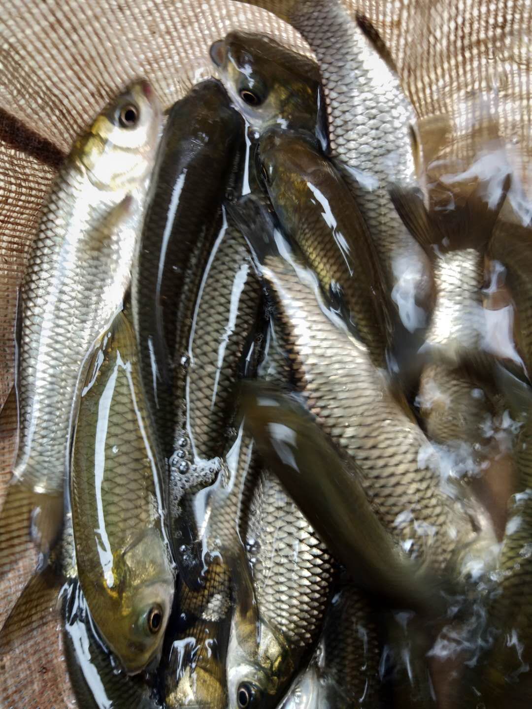 裸鲤 支持送货上门，货到付款量大从优，四川，云南，贵州，湖南，广西