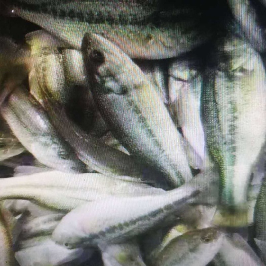 沭阳县鲈鱼苗 
