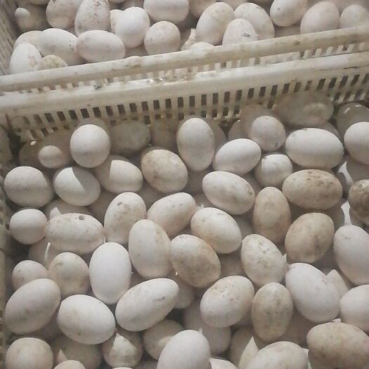郓城县种鹅蛋 孵化 箱装 