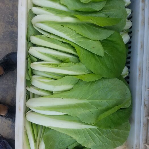 曹县速生小白菜 20~25cm