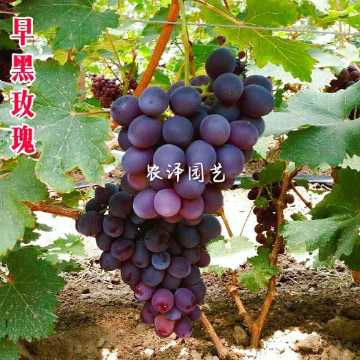 平度市特早熟早黑玫瑰葡萄苗大棚葡萄苗批发基地保证纯度和成活率