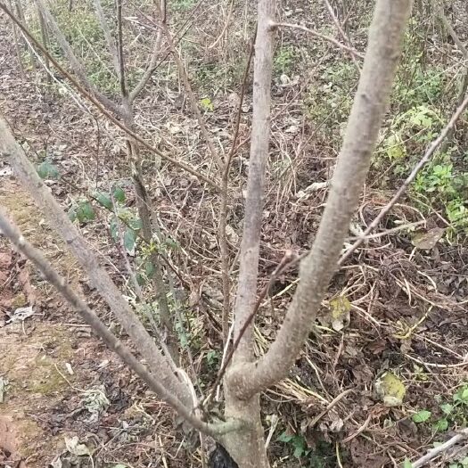 简阳市青脆李苗 3公分青脆李树有十万左右！