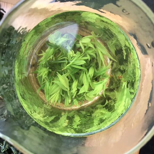 苦丁茶 特级 散装 