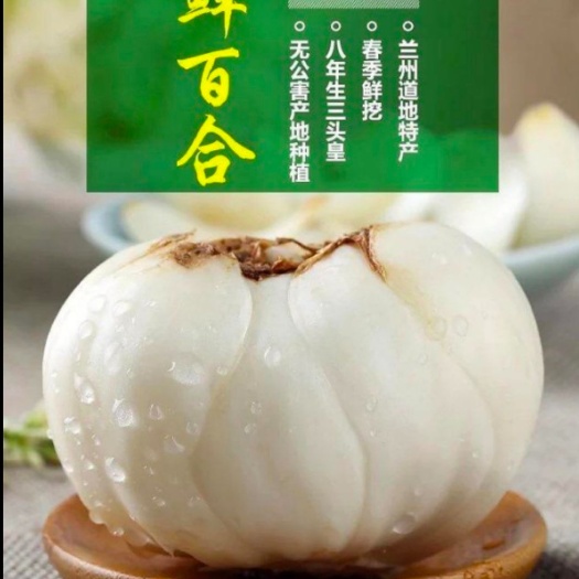 泰州兰州百合 3cm-5cm 
