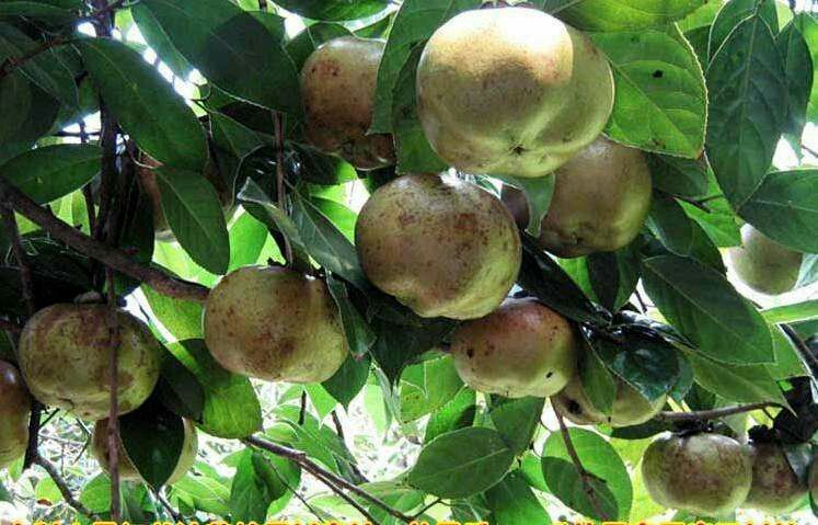 绥宁县油茶苗