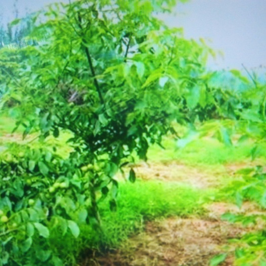 唐山新疆薄壳核桃苗 
