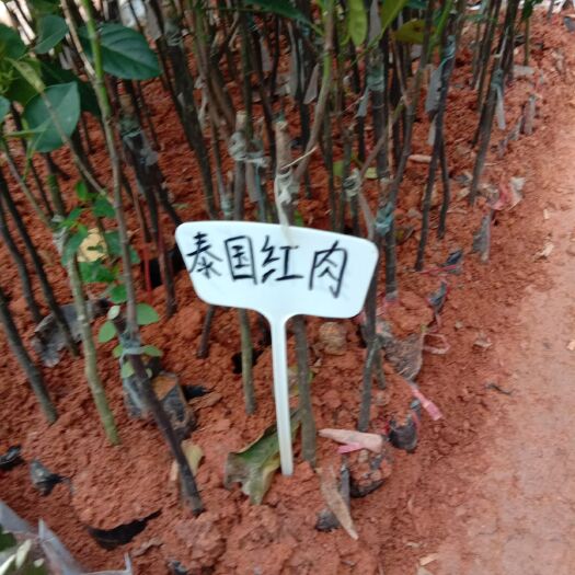 灵山县红肉菠萝蜜苗