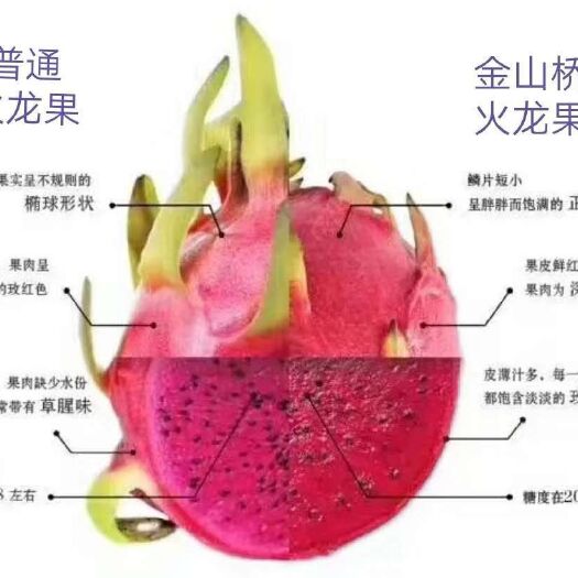 金堂县红皮红肉火龙果 大（7两以上） 