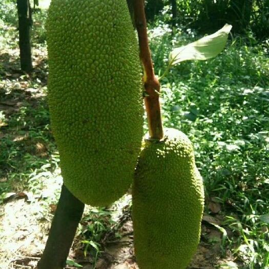 灵山县马来西亚一号菠萝蜜苗 