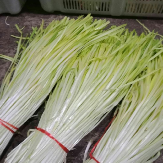 個(gè)舊市云南韭黃 頭茬 40~50cm 