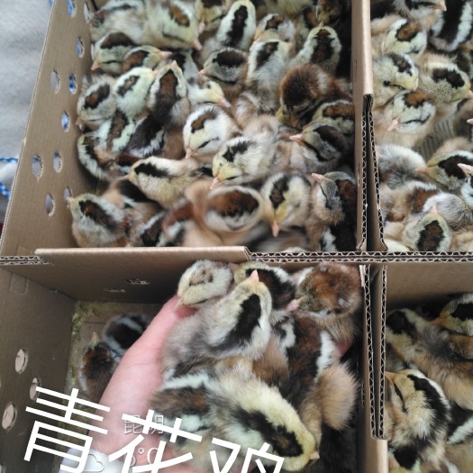 昆明土鸡苗 公