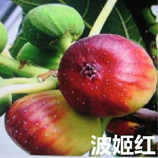 沭阳县波姬红无花果苗  无花果树果苗南北方当年结果种植庭院波姬红盆