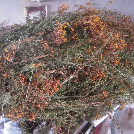 黄翘  贯叶连翘，刘寄录，提取金丝桃素，全草统货冷背药材