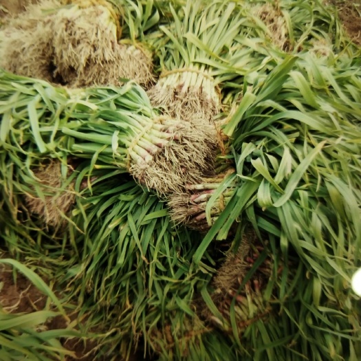 红皮大蒜 4.5-5.0cm 多瓣蒜 