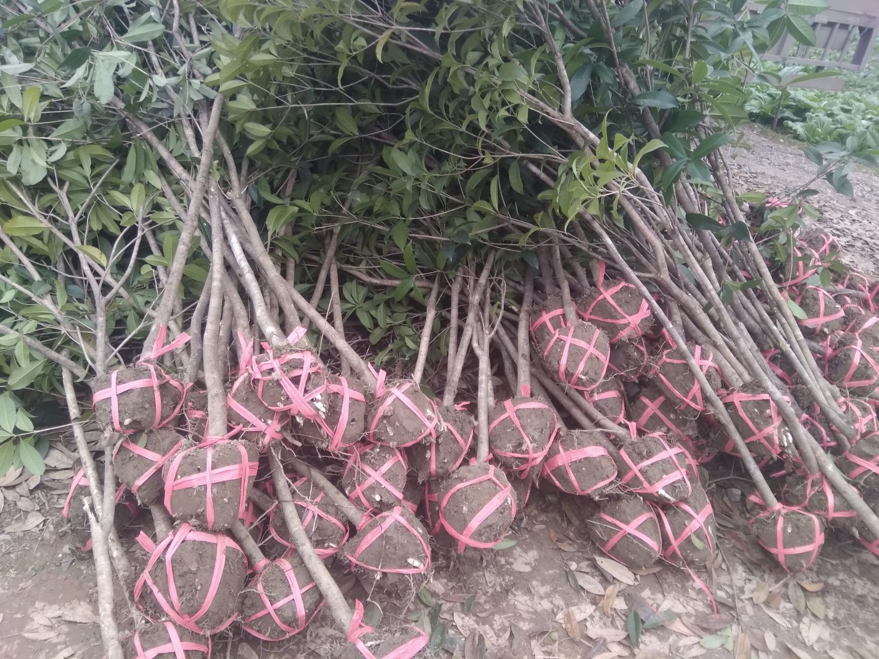 八月桂  桂花树金桂丹桂四季桂花卉庭院行道阳台盆栽园林绿化