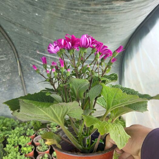 临沂花毛茛 