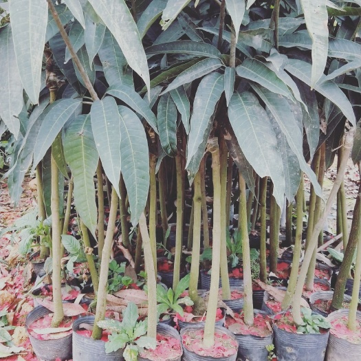 灵山县台农芒果苗 