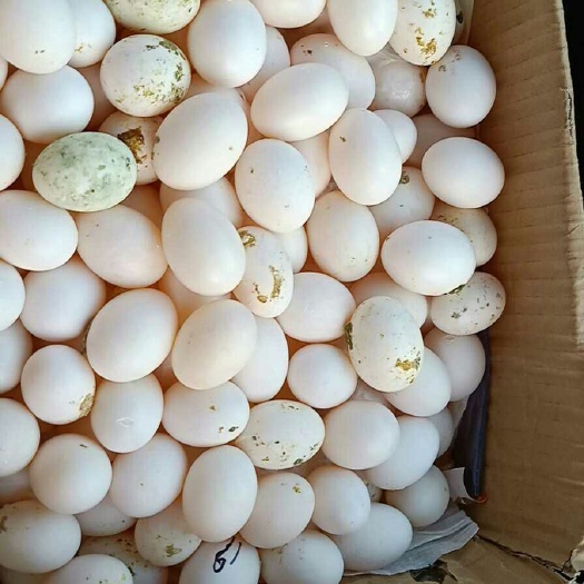 扬州白羽王 食用 箱装 