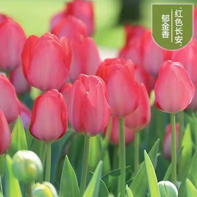 郁金香种子  荷兰郁金香种球包邮