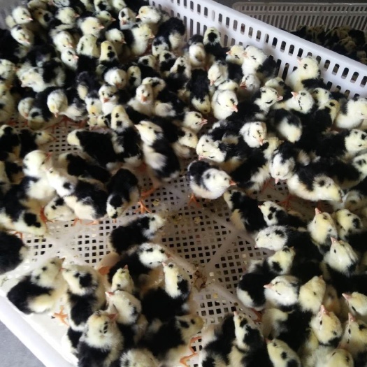 日照贵妃鸡苗 