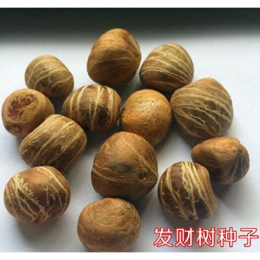 遂溪县辫子发财树 