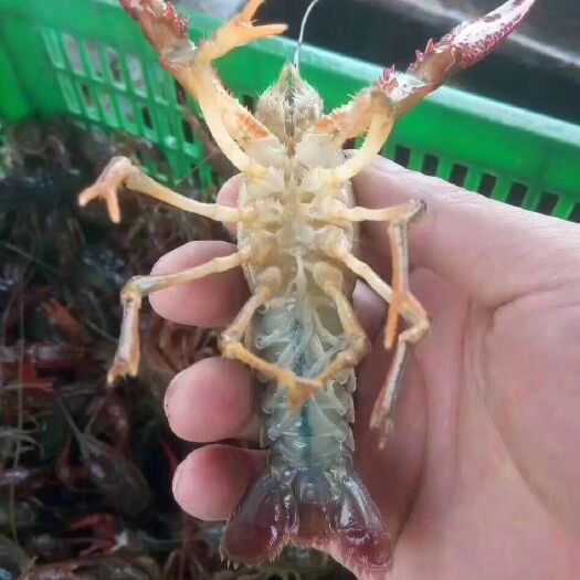 金湖县小龙虾  江苏精品龙虾  567