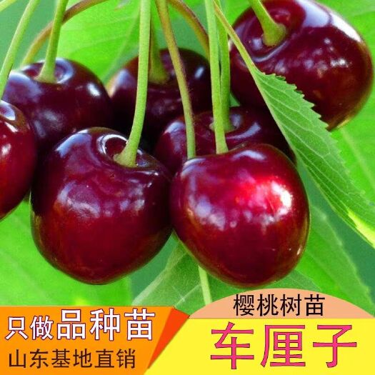 平邑县 嫁接樱桃苗新品种车厘子俄罗斯8号美早红灯当年挂果包成活