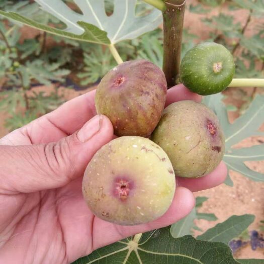 平邑县青皮无花果树苗 大量出售无花果树苗，
